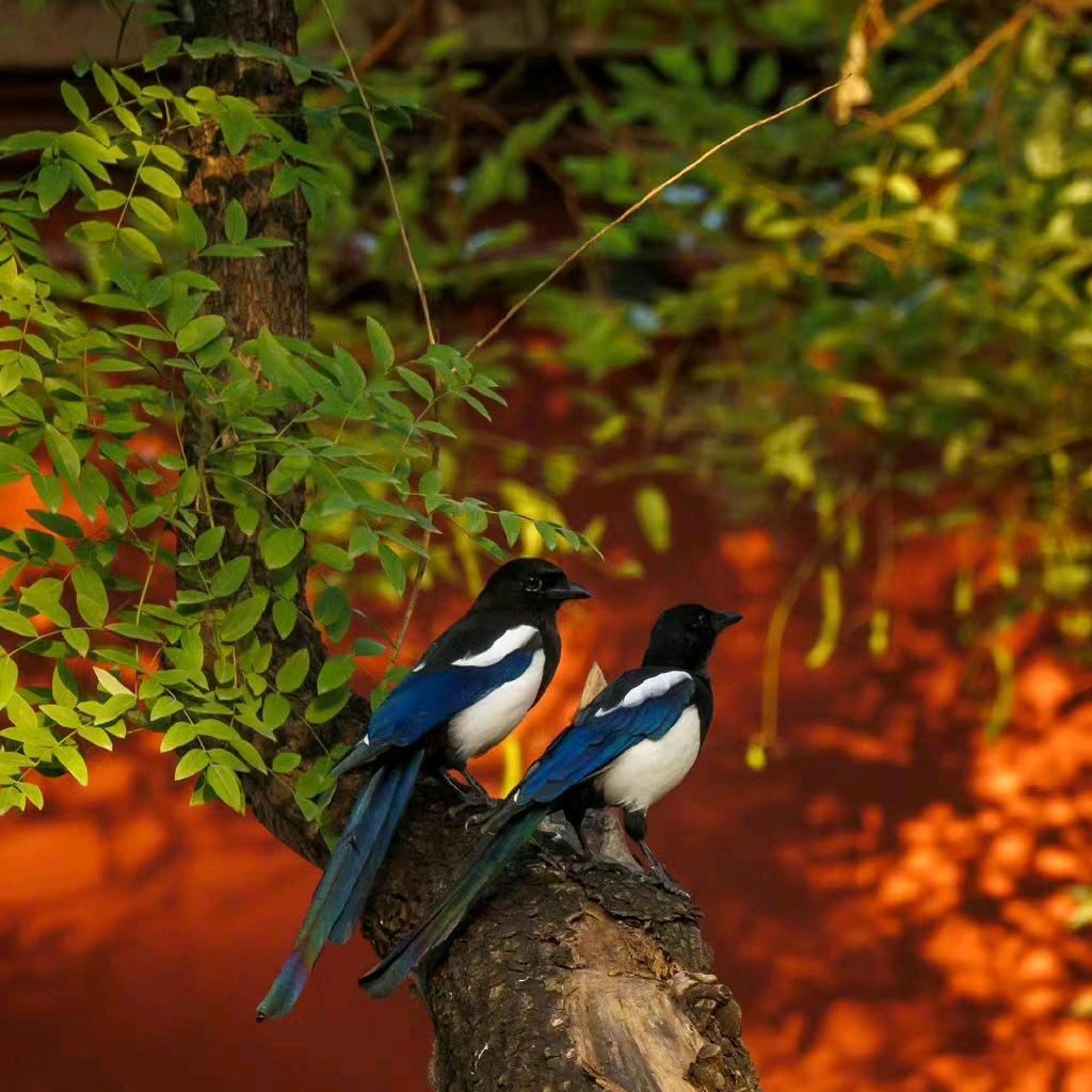 刘云(奇力康皮肤健康园)