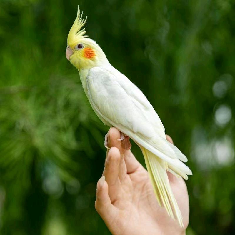 小余萌宠