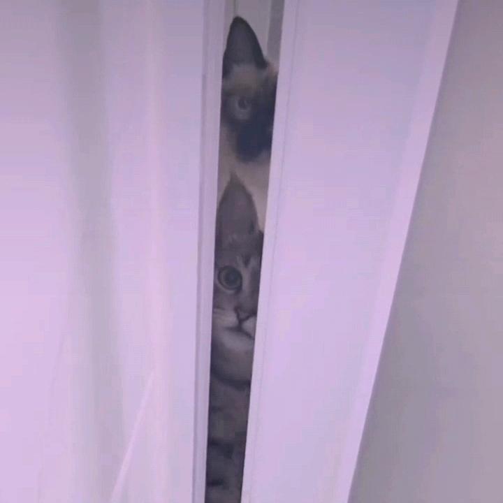 🐾 咕德喵咛🍀