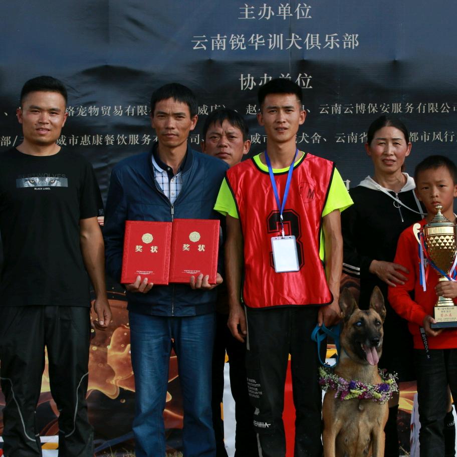 智荣犬只训练（滇驹马会）