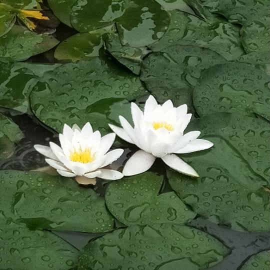 夜忆恋心间