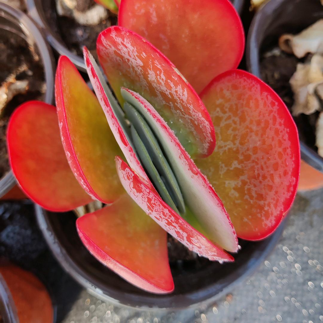 明君多肉花卉植物