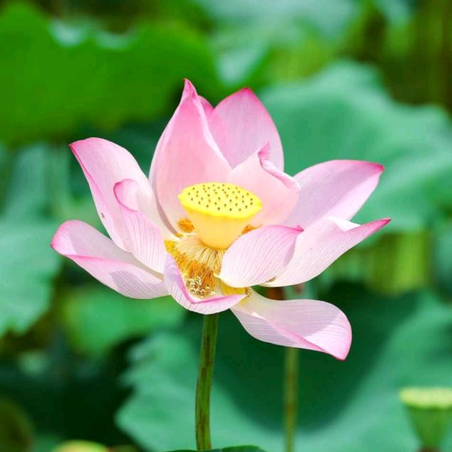 唐明