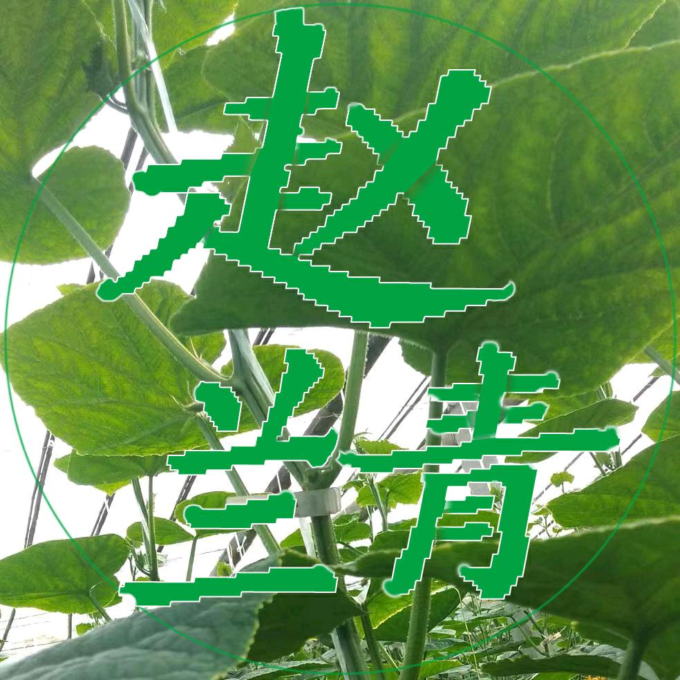兰青大棚种植