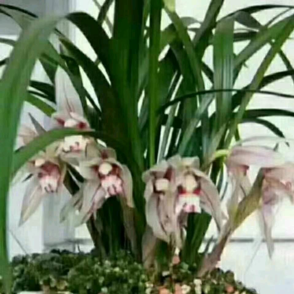 光头，