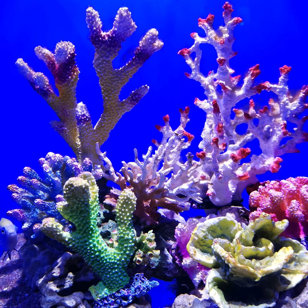 （白白）⁰⁹⁰¹