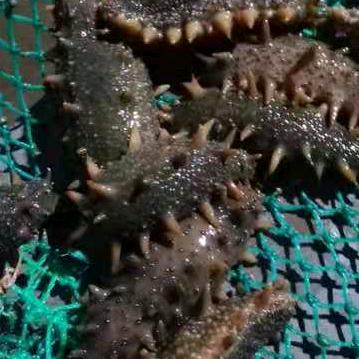 小施海参