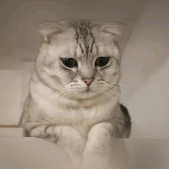 肥吉一家