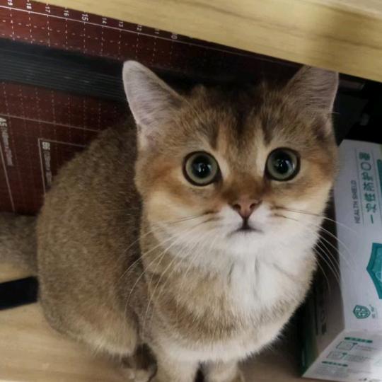 重生之我在超市卖洋柿子