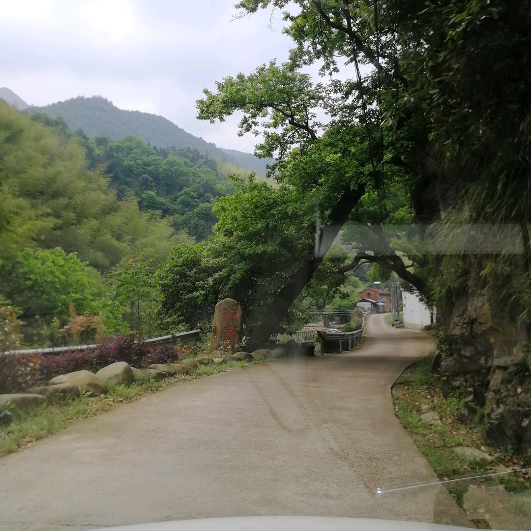来吧柳