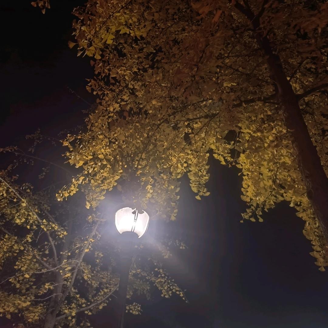 聚丰鼎业装修顾问—杨阳