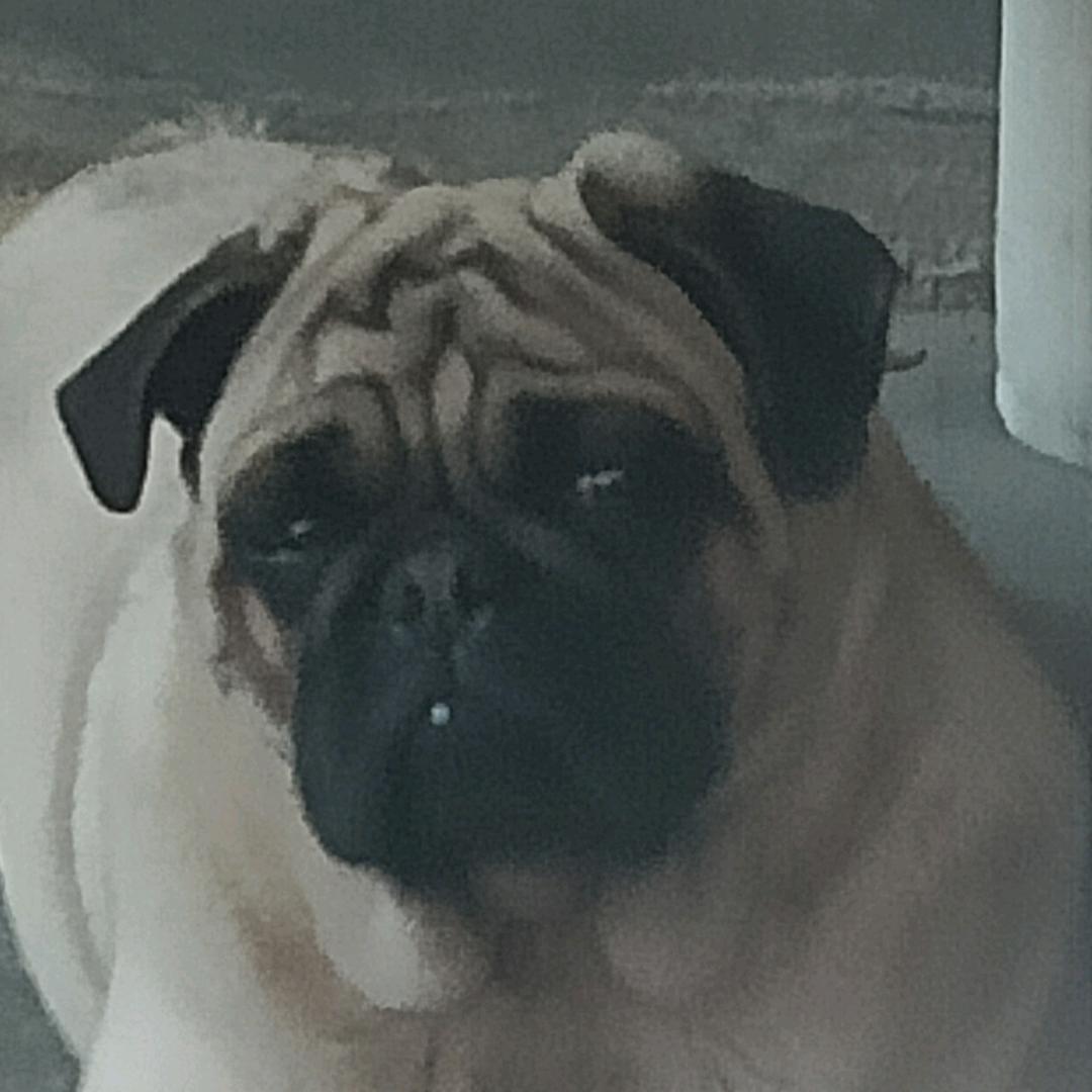 性情中人😂😂39722