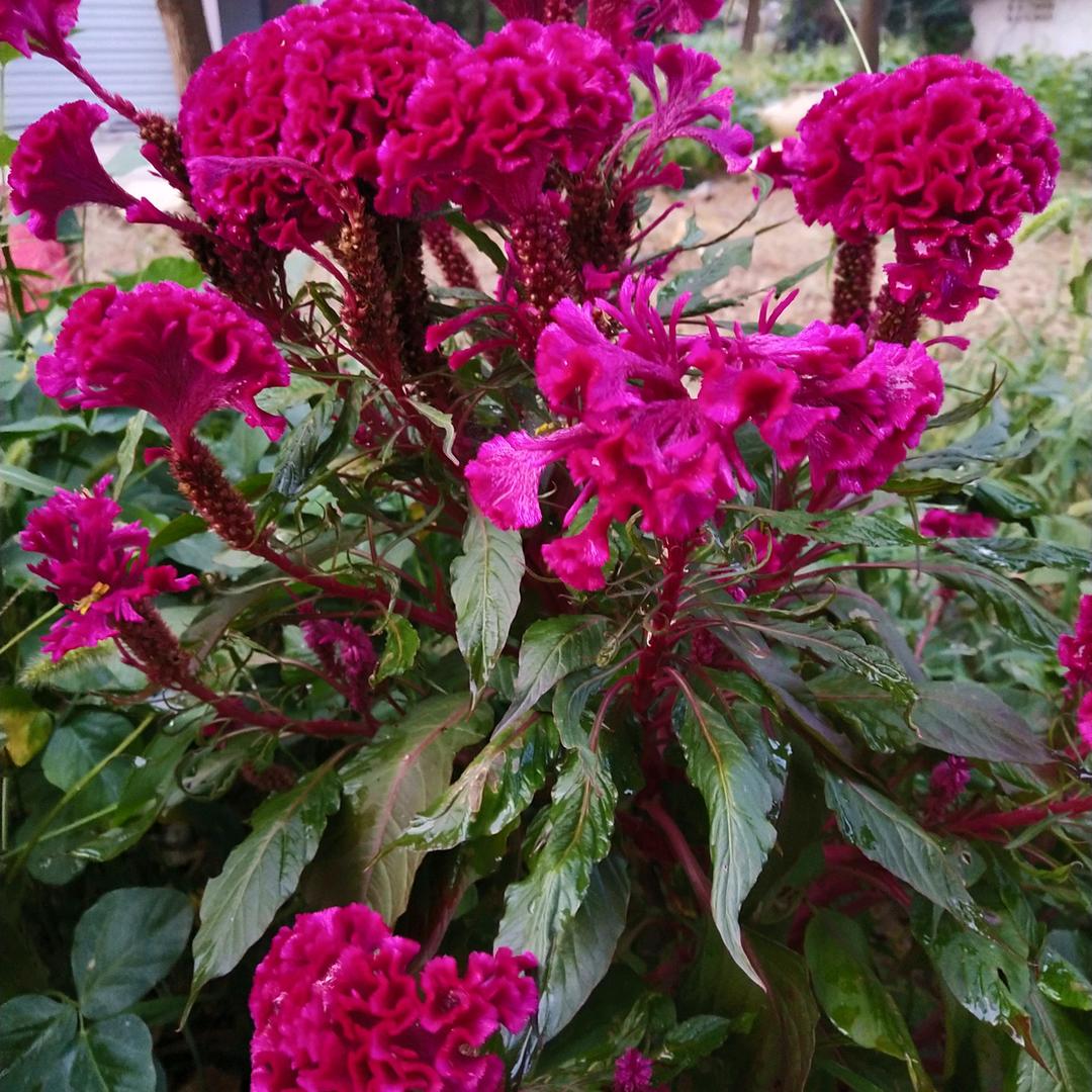 小花