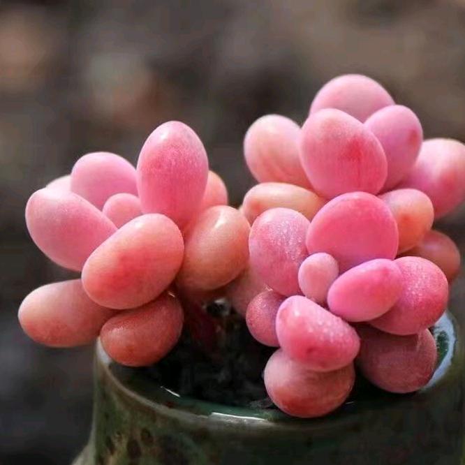 顺天德颈椎枕
