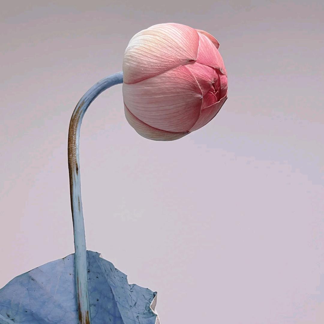 🌾✨🌙心净