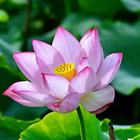 莲花绽放
