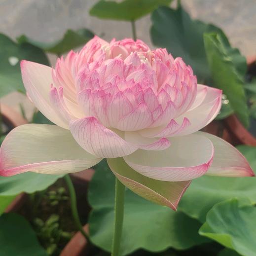 柔情似火_233129845