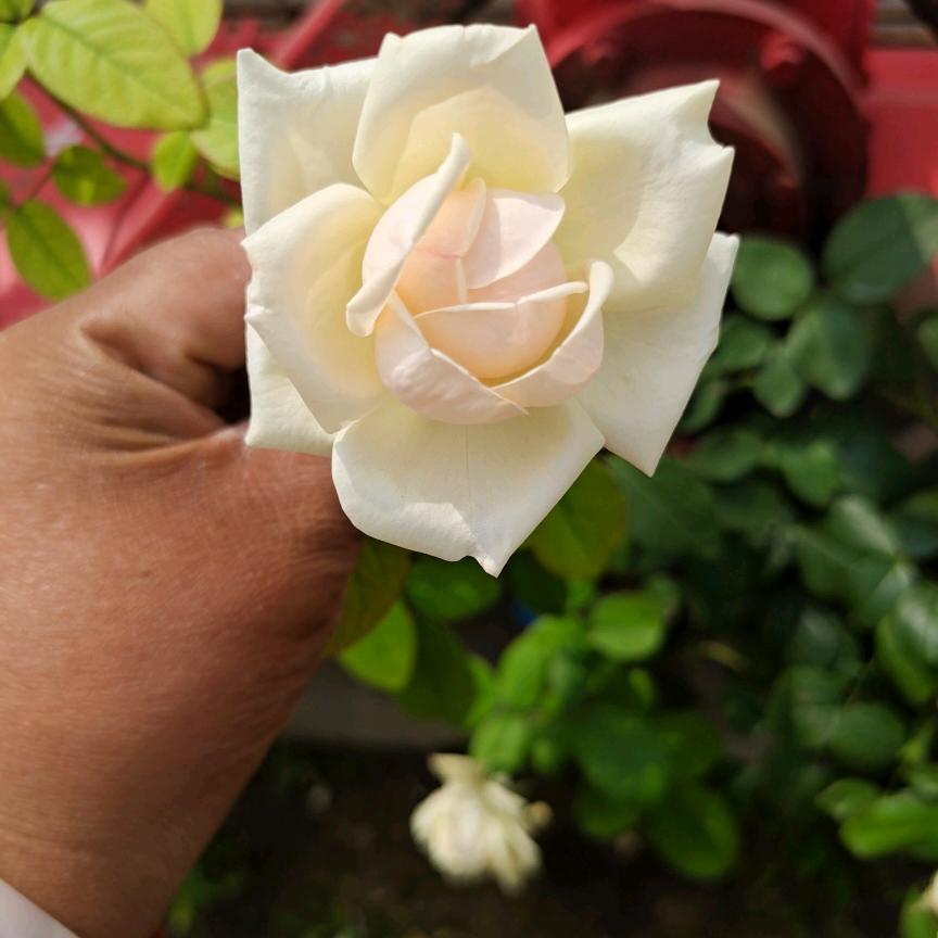 想咋写^O^要你管（不要连点赞）