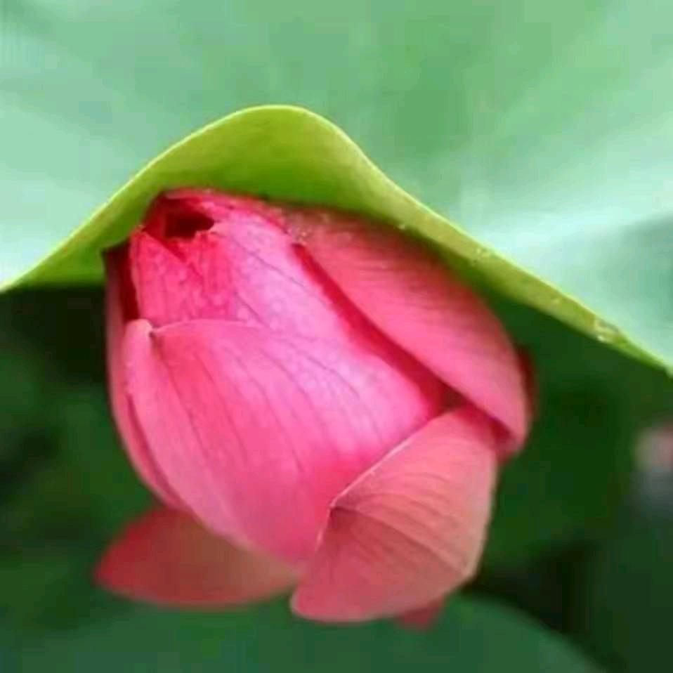 阳谷张贤鲜牛肉25一斤