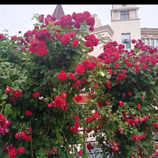 ꧁💞 娜娜 💞꧂