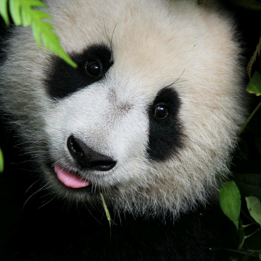 yin殷