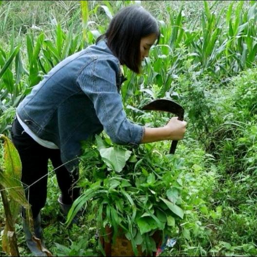 农资植保☞小西米