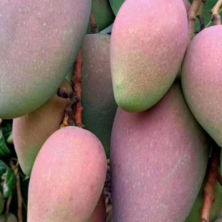 御品农业芒果季