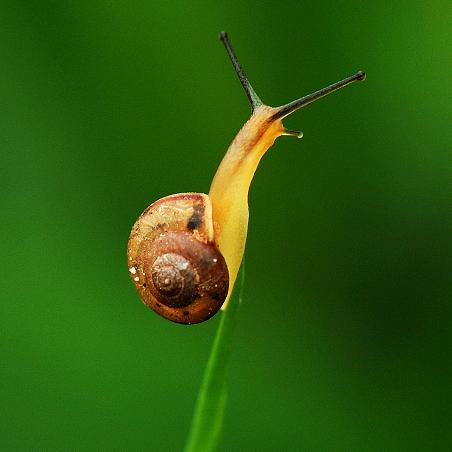 牵着蜗牛溜溜弯