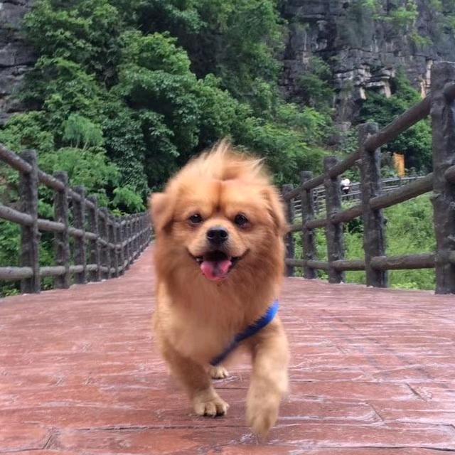 灰仔