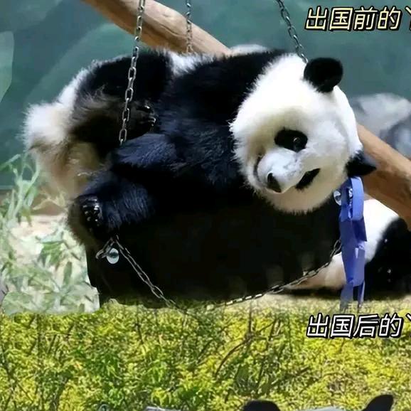动物搞笑日常