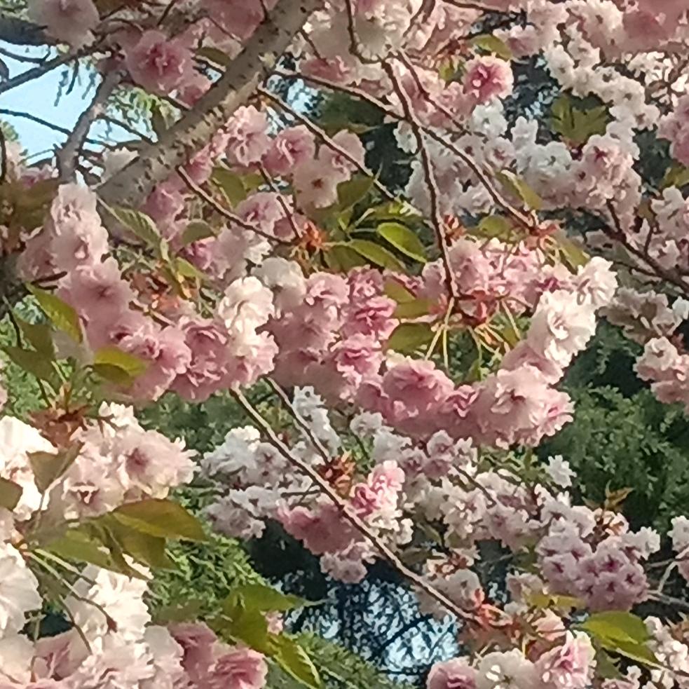 叶子桃花