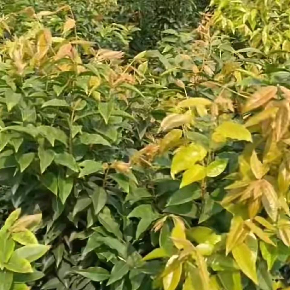 广东果苗啊耀