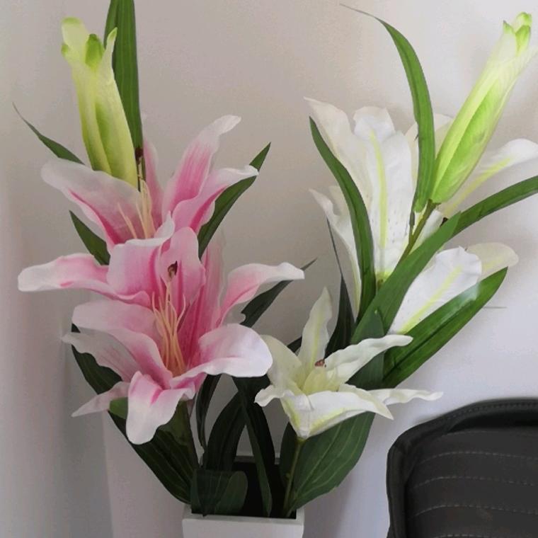 莲姐（橱窗有好物）