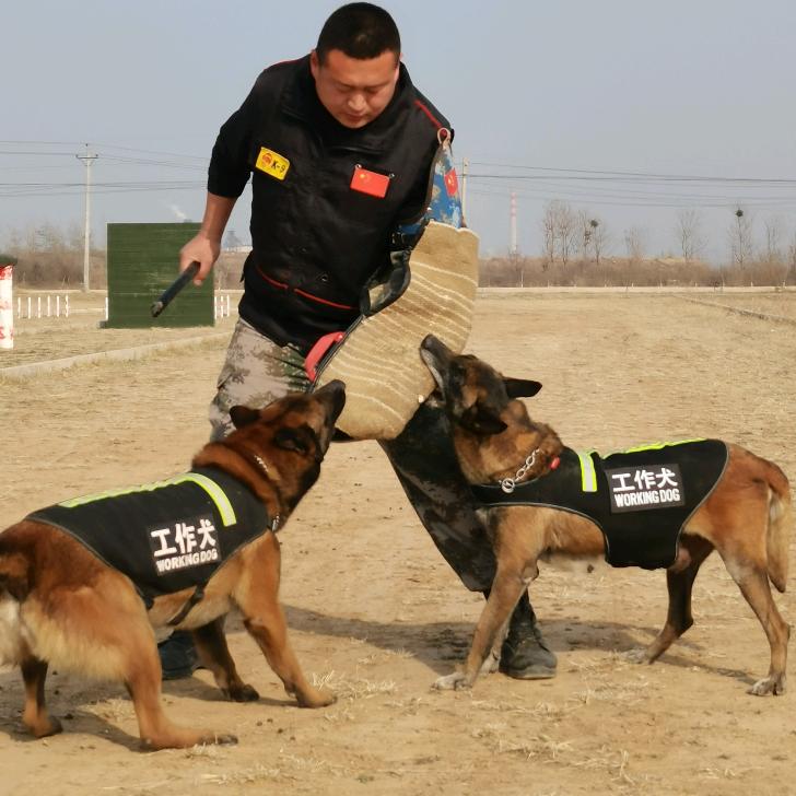 狼牙工作犬特训部