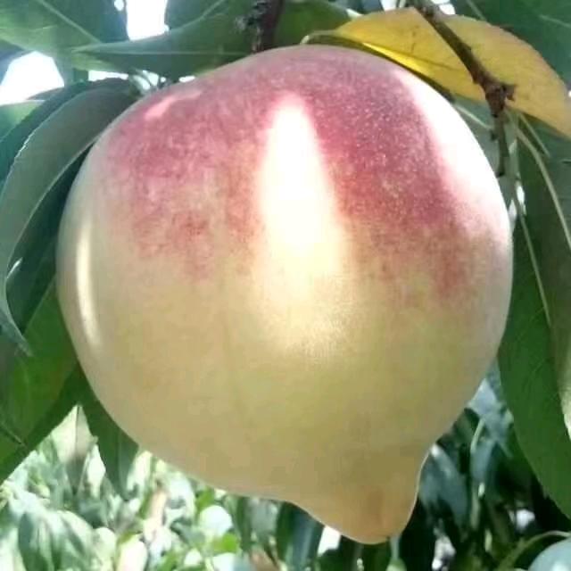深州马庄大蜜桃
