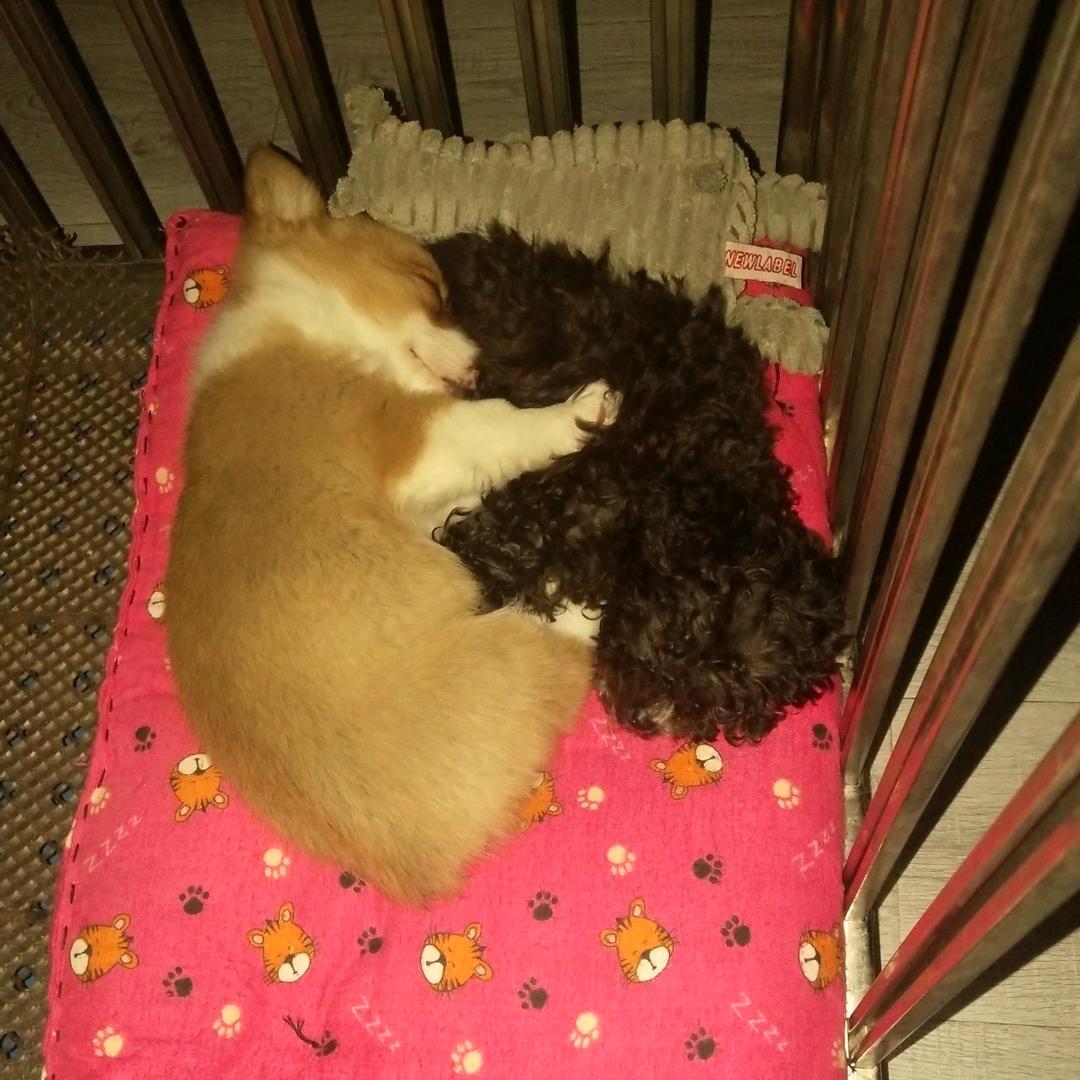 我的柯基（回族）