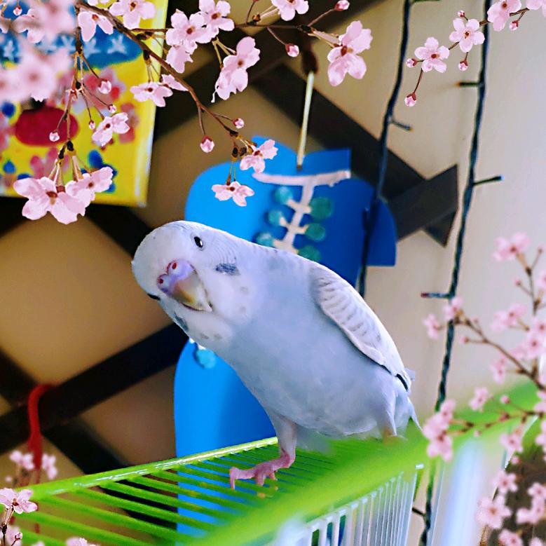 娟姨（可爱老妈）❤️声坤伯