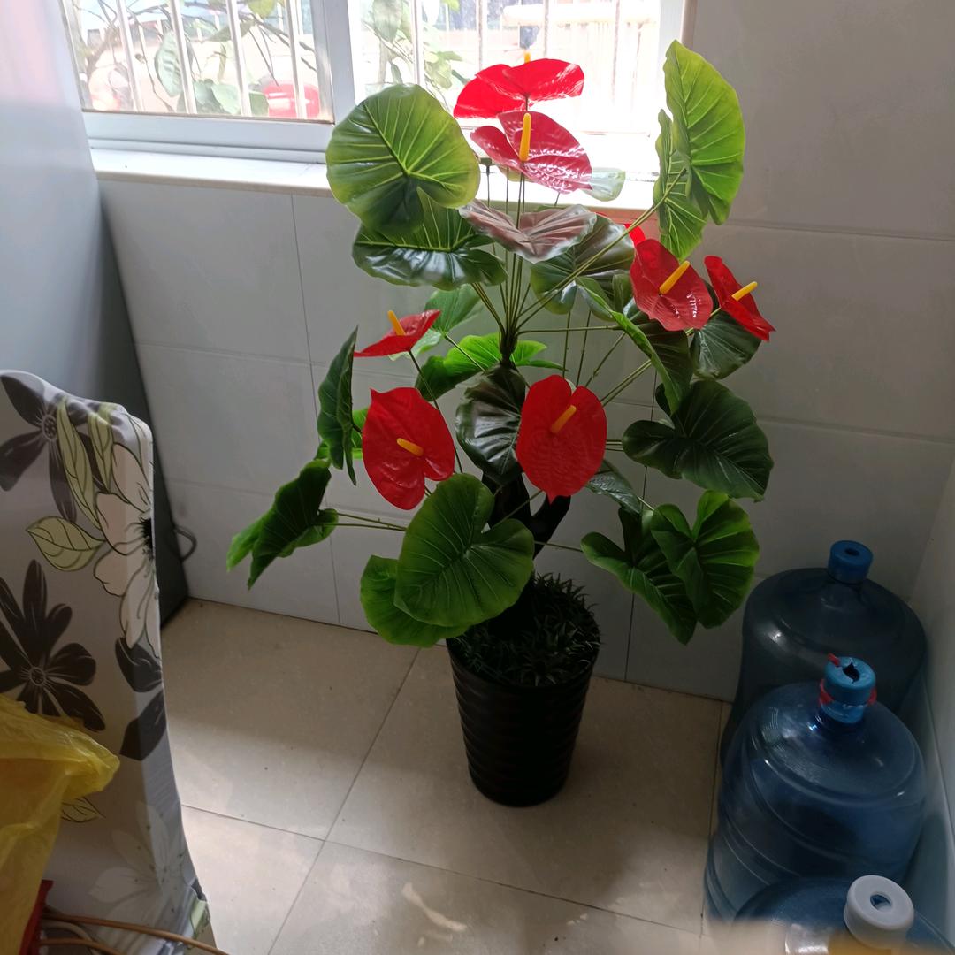 昙花一现