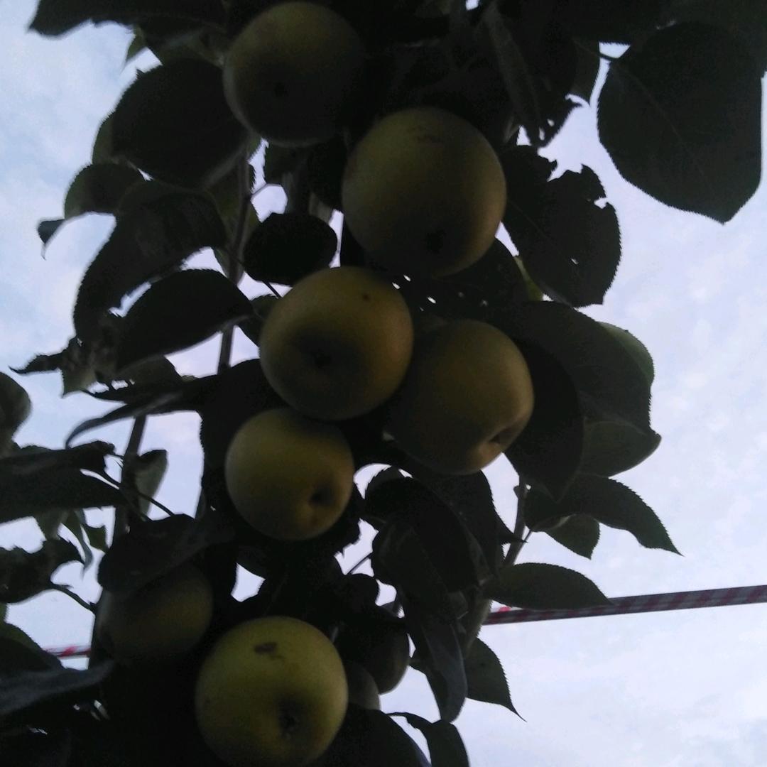 新野县蔓荆山黄金梨