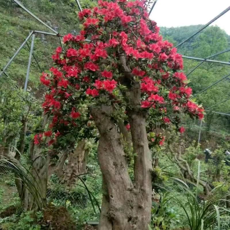 向行苗木