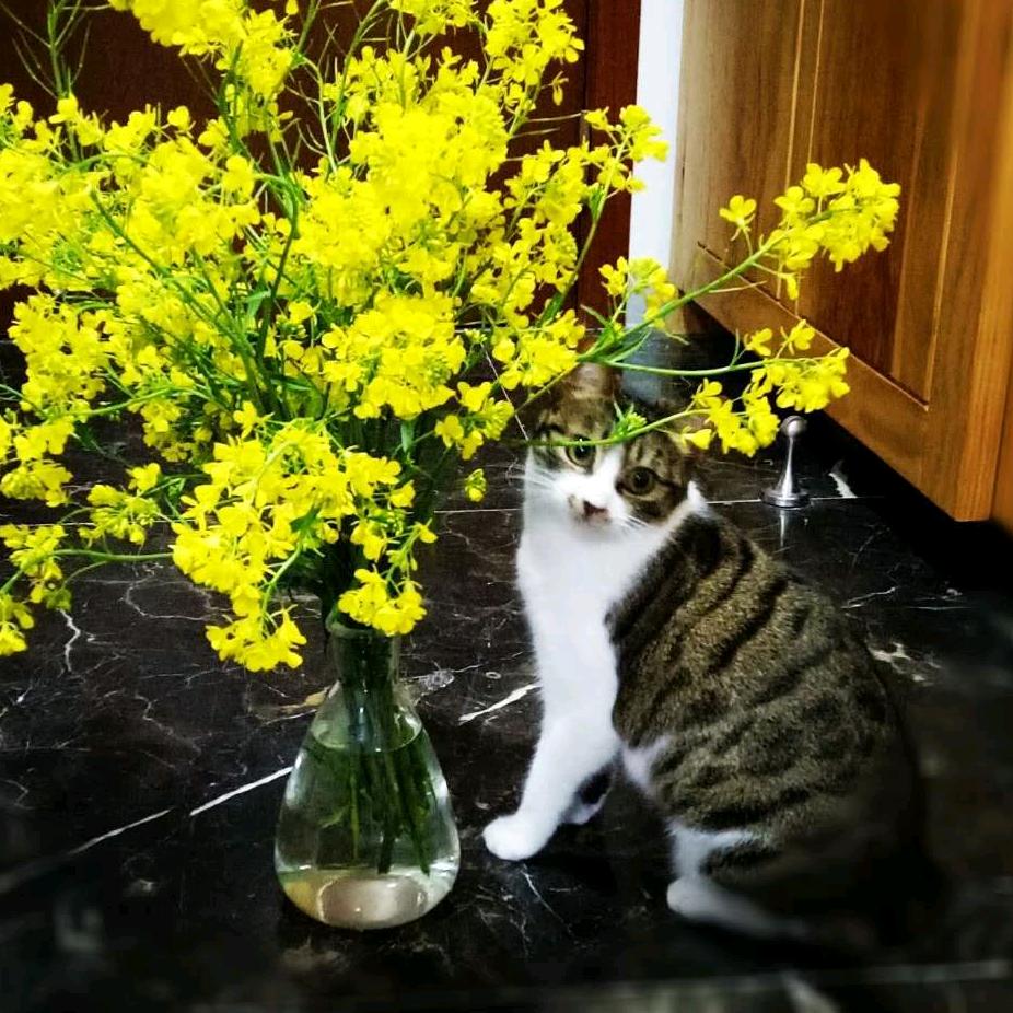 ”妞妞”美猫