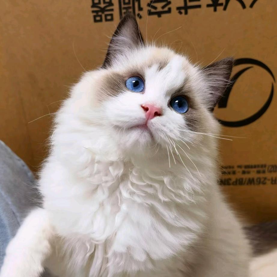 崔先生猫舍