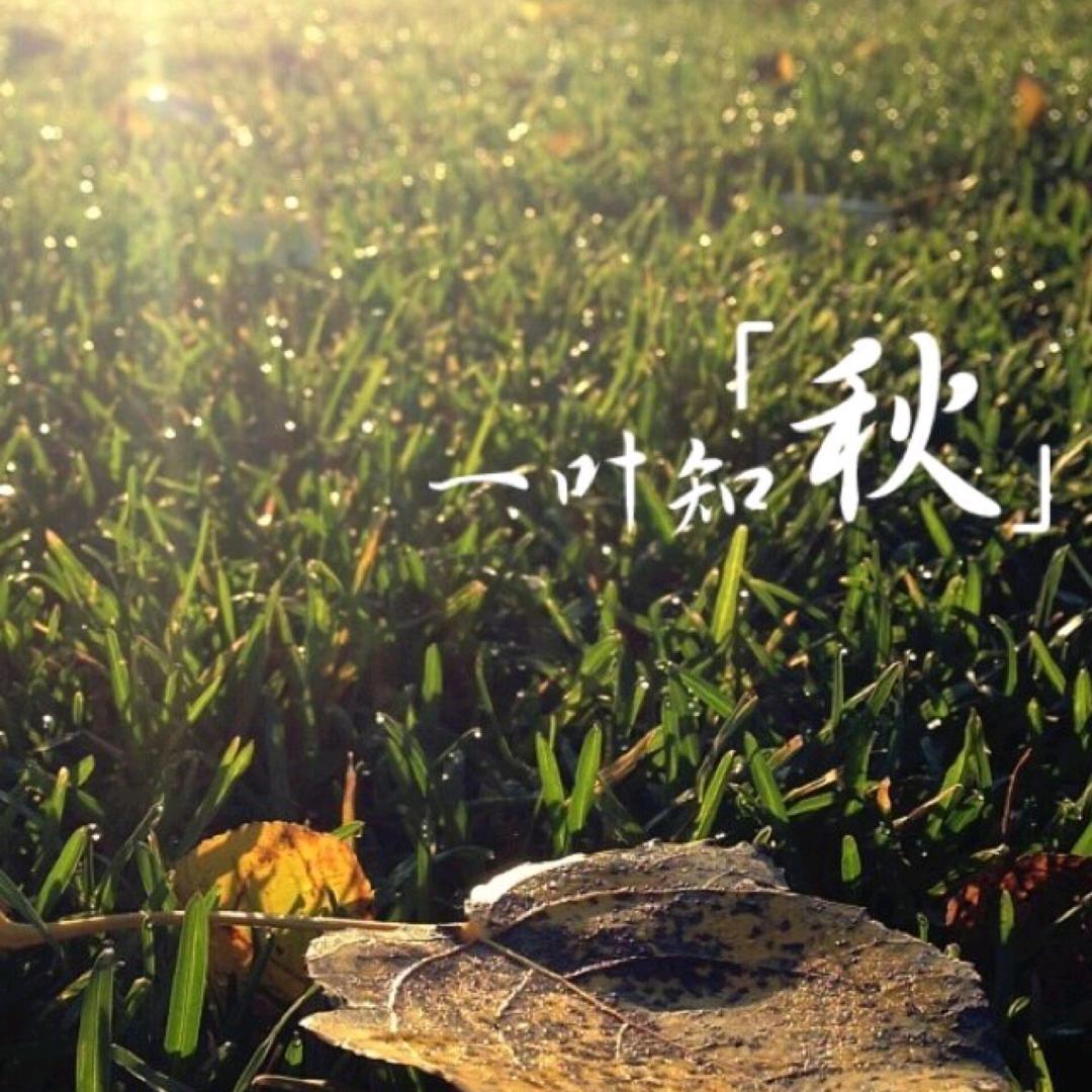 灬一叶知秋灬