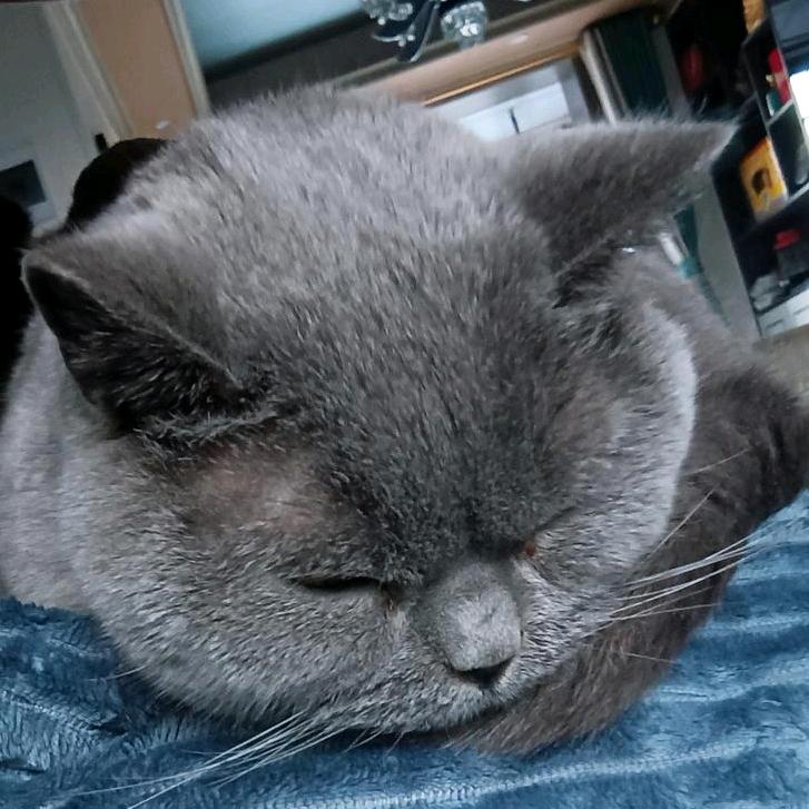 阿夜（养老版）