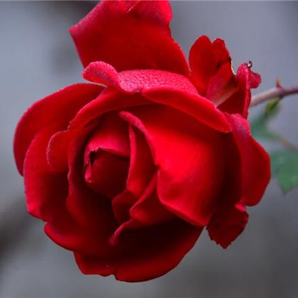 春风十里不如尼