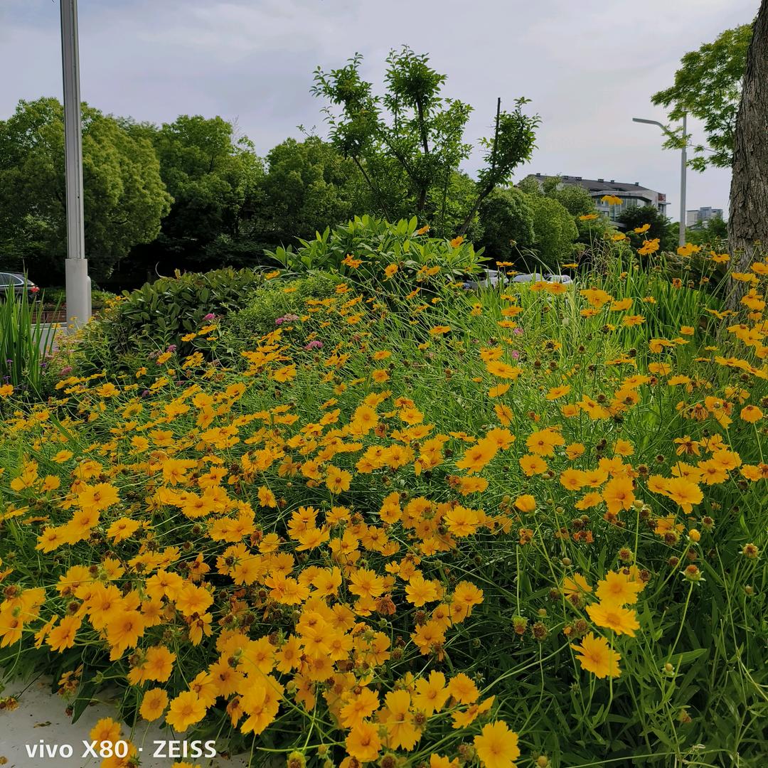 大芒果🥭小橙子🍊