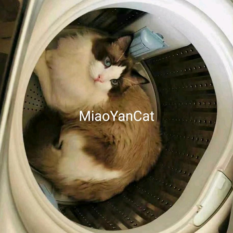 临沂妙言猫舍