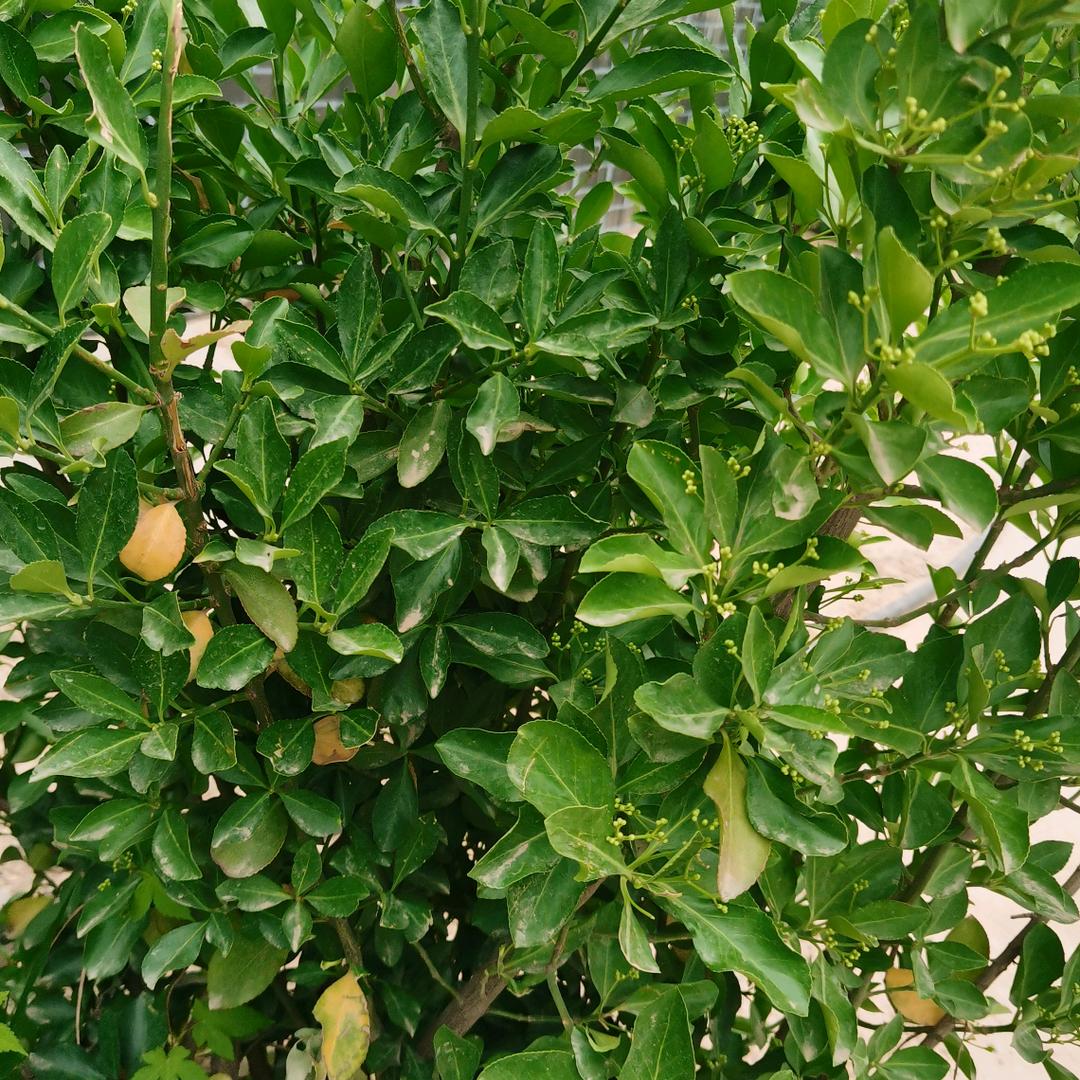 廖老七<承接土建工程﹥