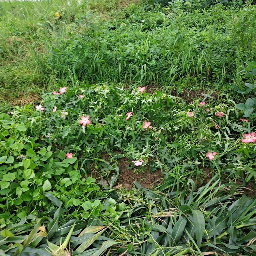 花落