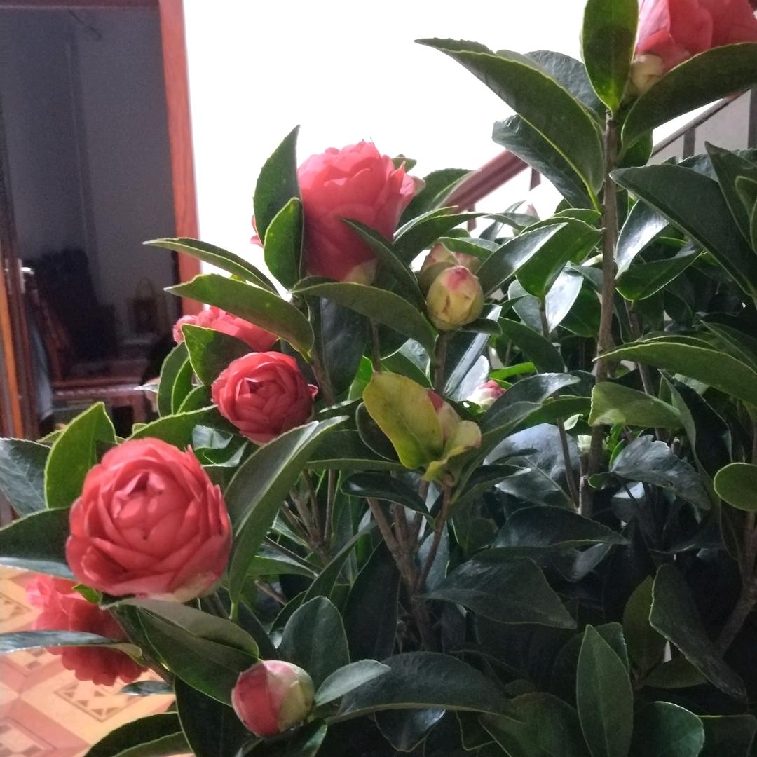 郭才英